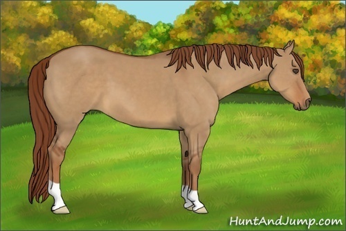 Horse Color:Unknown 