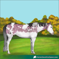 Horse Color:White Spotted Grullo Chinchilla Splash Brindle 