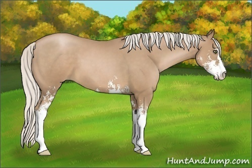 Horse Color:Unknown 