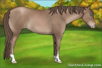 Horse Color:Black Pearl Appaloosa