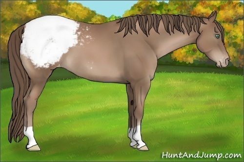 Horse Color:Black Pearl Appaloosa 