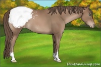 Horse Color:Black Pearl Appaloosa 