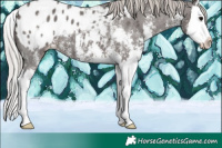 Horse Color:Silver Black Sabino Splash Appaloosa 