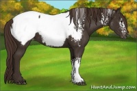 Horse Color:White Spotted Liver Chestnut Appaloosa Rabicano