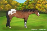 Horse Color:Brown Appaloosa