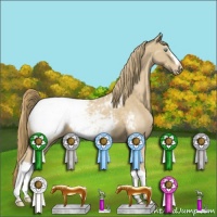 Horse Color:Perlino Appaloosa