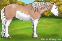 Horse Color:Silver Amber Champagne Splash