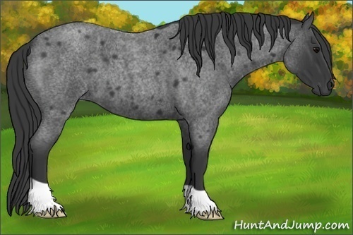 Horse Color:Blue Roan 