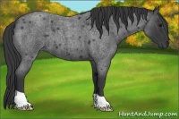 Horse Color:Blue Roan 