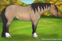 Horse Color:Bay Roan Dun