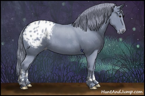 Horse Color:Watercolor Black Chinchilla Appaloosa 
