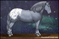 Horse Color:Watercolor Black Chinchilla Appaloosa
