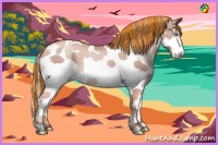Horse Color:Painted Gold Champagne Sabino Splash 