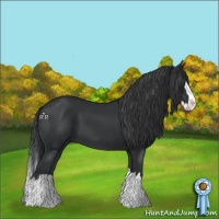 Horse Color:Black Splash