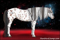 Horse Color:Plaid  Bay Appaloosa 