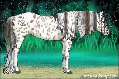 Horse Color:Plaid  Bay Appaloosa 