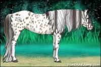 Horse Color:Plaid  Bay Appaloosa 