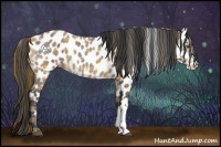 Horse Color:Plaid  Bay Appaloosa 