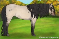 Horse Color:Brown Roan Dun 