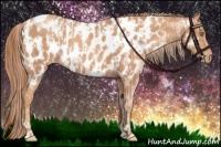 Horse Color:Gold Champagne Appaloosa  and Gold Champagne Appaloosa 