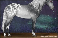Horse Color:Silver Brown Chinchilla Appaloosa Rabicano 