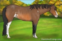 Horse Color:Bay Roan Sabino Rabicano