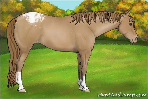 Horse Color:Black Pearl Appaloosa 