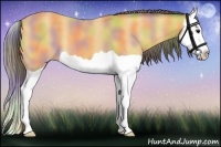 Horse Color:Nacre Buckskin Splash 