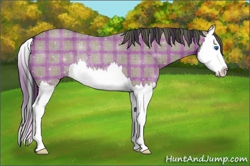 Horse Color:Plaid  Grullo Roan Splash 