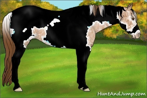 Horse Color:Brown Ice Pearl Tobiano Frame 