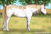 Horse Color:Plaid  Gold Champagne Onyx Sabino Frame 