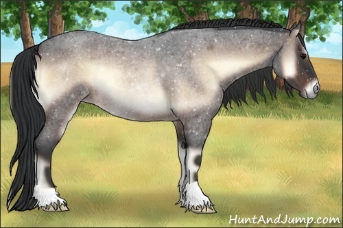 Horse Color:Bay Roan Onyx 