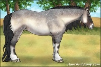 Horse Color:Bay Roan Onyx