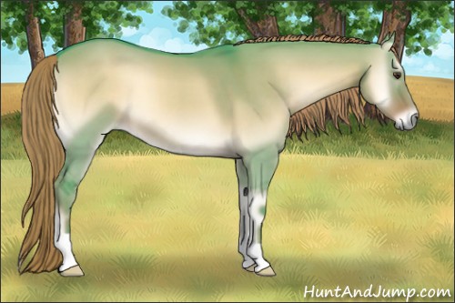 Horse Color:Watercolor Liver Red Dun Onyx 