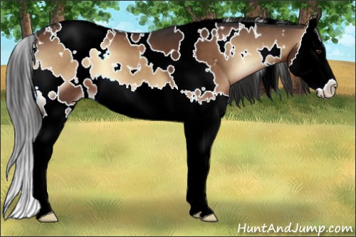 Horse Color:White Spotted Liver Red Onyx Sabino Splash 