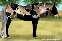 Horse Color:White Spotted Liver Red Onyx Sabino Splash 