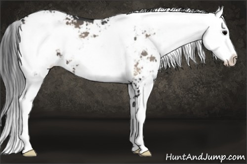 Horse Color:Blue Onyx Sabino 