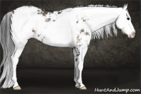 Horse Color:Blue Onyx Sabino 