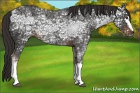Horse Color:White Spotted Liver Chestnut Ice Rabicano