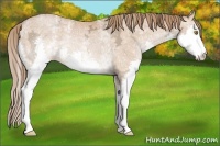 Horse Color:White Spotted Bay Ice Pearl Splash Rabicano 