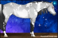 Horse Color:White Spotted Bay Chinchilla 