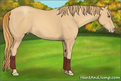 Horse Color:Gold Champagne 