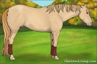 Horse Color:Gold Champagne 