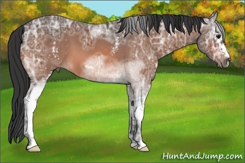 Horse Color:White Spotted Bay Ice 