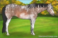 Horse Color:White Spotted Bay Ice