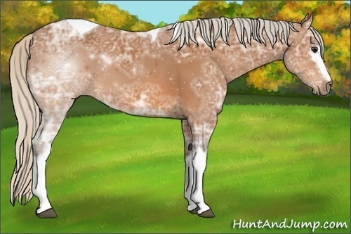 Horse Color:White Spotted Silver Bay Ice Tobiano Rabicano 