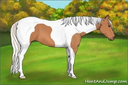 Horse Color:Silver Bay Tobiano Frame 