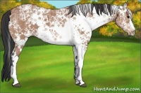 Horse Color:White Spotted Bay Ice 