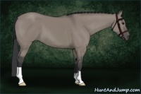 Horse Color:Grullo 