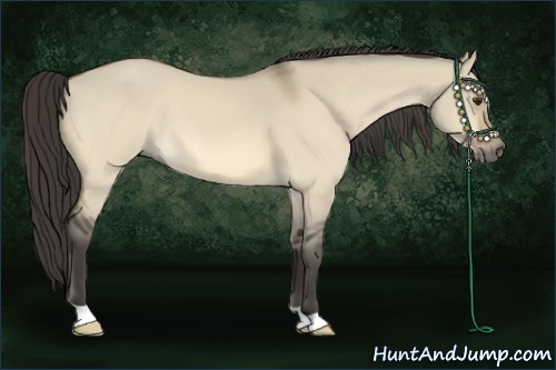 Horse Color:Buckskin Dun 